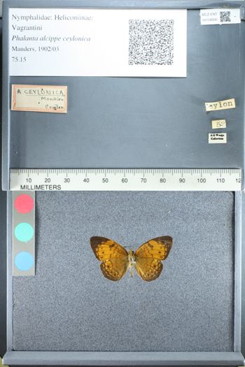 Media type: image;   Entomology 158930